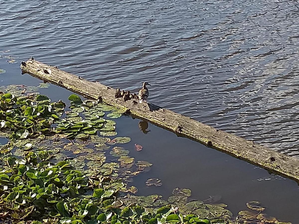 ザーンダム Huisje Aan Het Water, Omgeving Amsterdamヴィラ エクステリア 写真